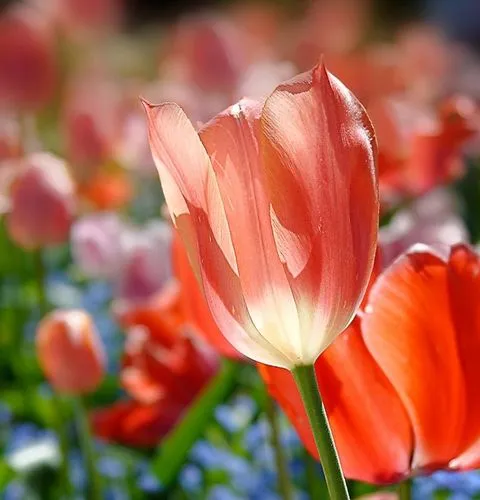 Spring tulips Giverny gardens